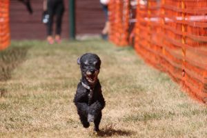 hunderennen 07 08 22l2