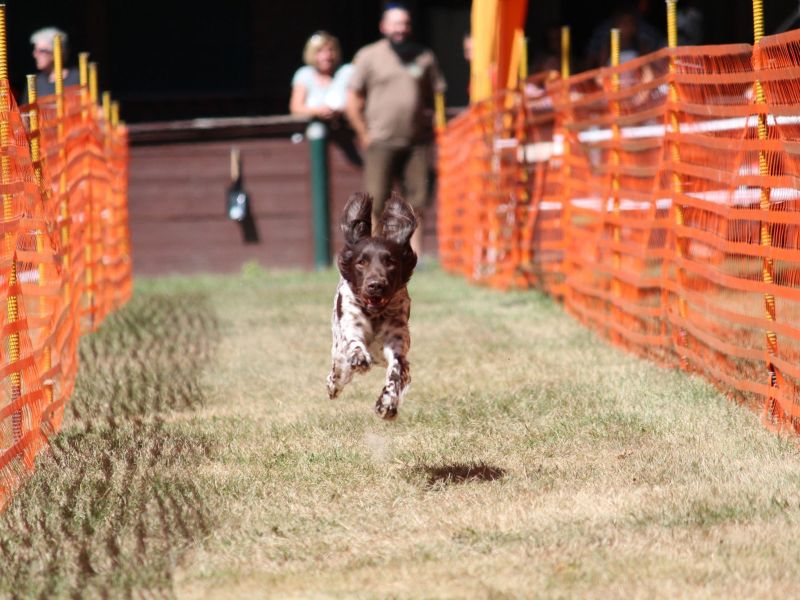 hunderennen 07 08 22l2