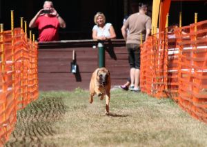 hunderennen 07 08 22l2