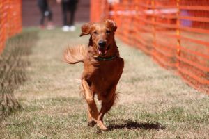 hunderennen 07 08 22l2