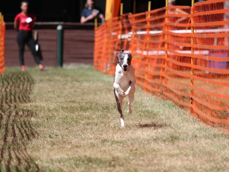 hunderennen 07 08 22l2