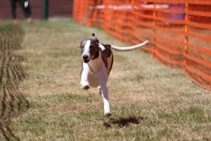 hunderennen 07 08 22l2