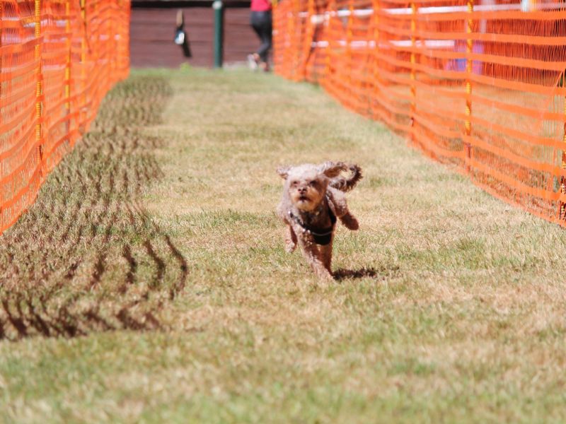 hunderennen 07 08 22l2