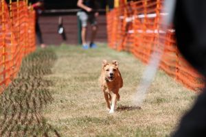 hunderennen 07 08 22l2