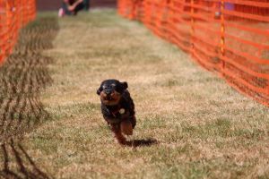 hunderennen 07 08 22l2