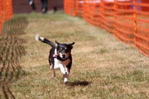 hunderennen 07 08 22l2