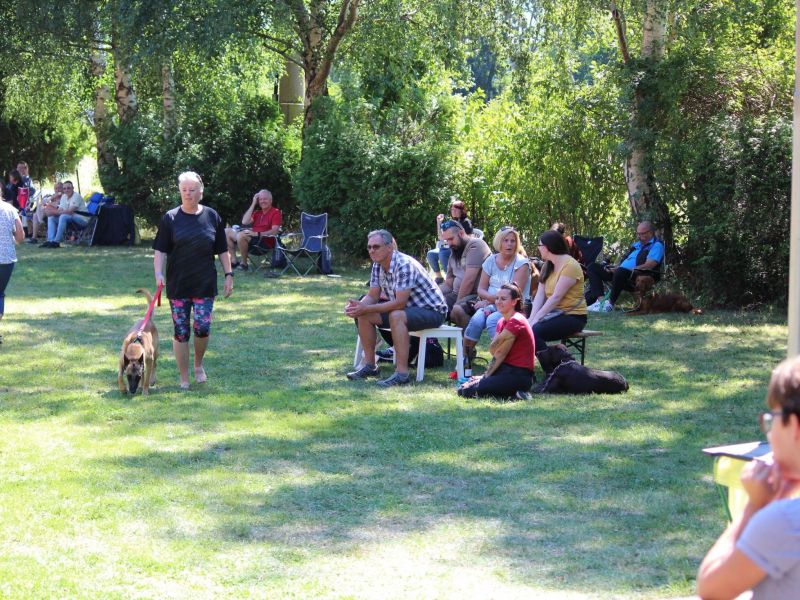 hunderennen 07 08 22l2