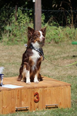 hunderennen 07 08 22l2