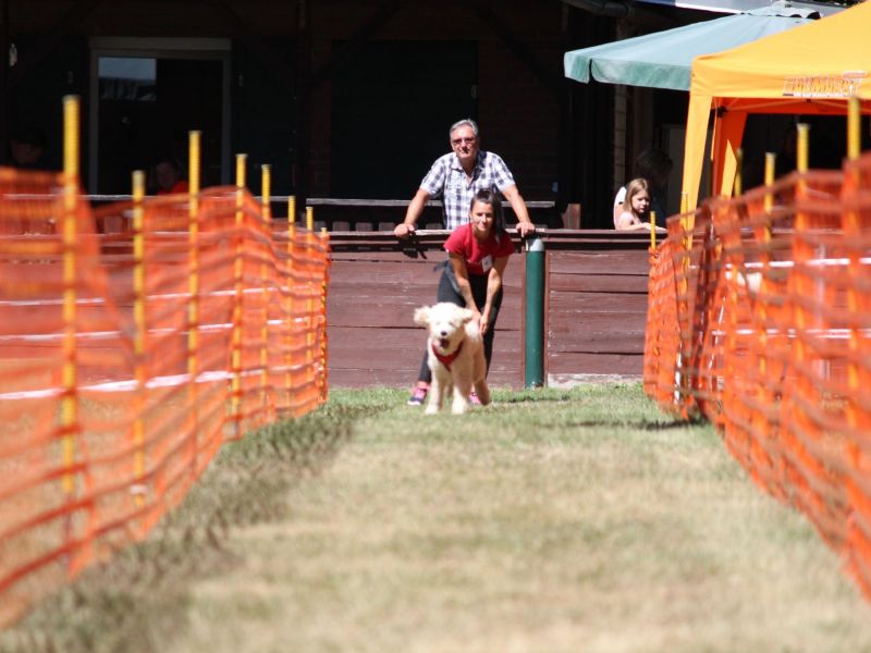 hunderennen 07 08l2