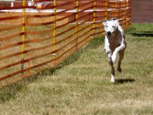 hunderennen 07 08 22l2