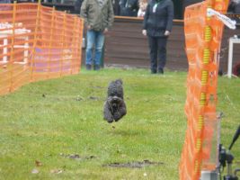 hunderennen 16 04 23