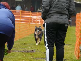 hunderennen 16 04 23