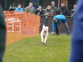 hunderennen 16 04 23