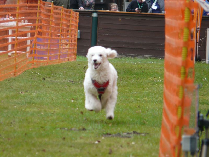 hunderennen 16 04 23