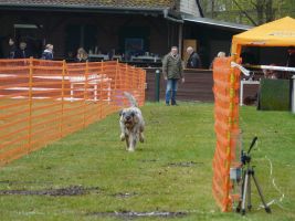 hunderennen 16 04 23