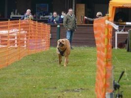 hunderennen 16 04 23