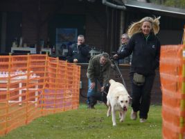 hunderennen 16 04 23