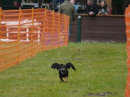 hunderennen 16 04 23