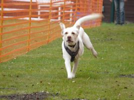 hunderennen 16 04 23