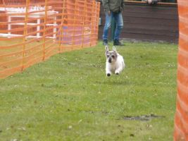 hunderennen 16 04 23