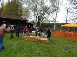 hunderennen 16 04 23