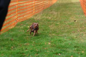 hunderennen 20 10 24
