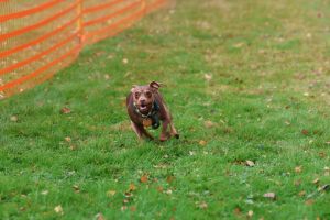 hunderennen 20 10 24