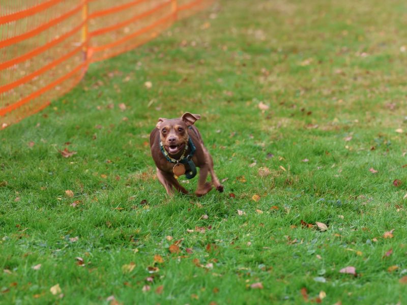 hunderennen 20 10 24