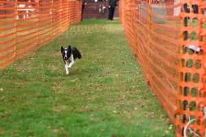 hunderennen 20 10 24