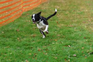 hunderennen 20 10 24