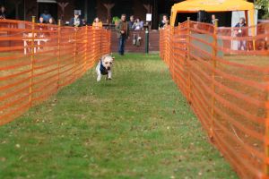 hunderennen 20 10 24