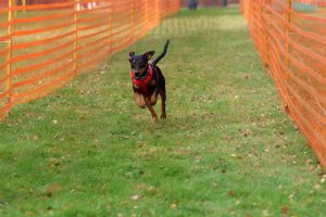 hunderennen 20 10 24