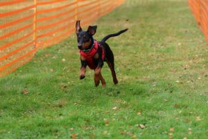 hunderennen 20 10 24