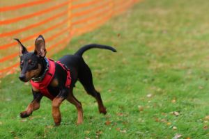 hunderennen 20 10 24