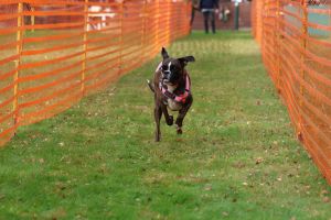 hunderennen 20 10 24