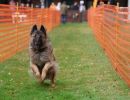 hunderennen 20 10 24