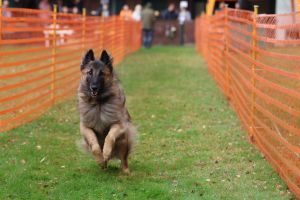 hunderennen 20 10 24