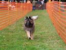 hunderennen 20 10 24