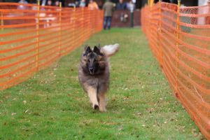 hunderennen 20 10 24