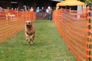 hunderennen 20 10 24