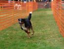 hunderennen 20 10 24