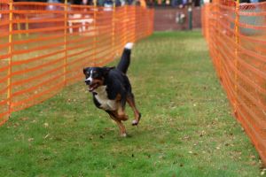 hunderennen 20 10 24