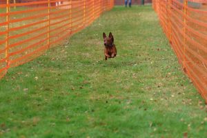 hunderennen 20 10 24
