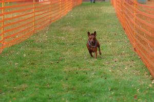 hunderennen 20 10 24