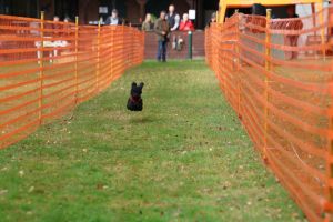 hunderennen 20 10 24