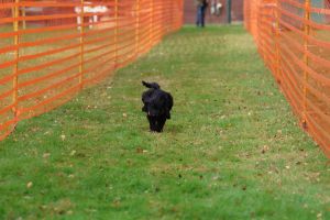 hunderennen 20 10 24