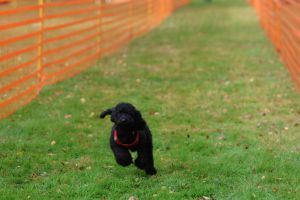 hunderennen 20 10 24