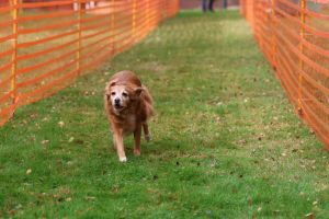 hunderennen 20 10 24
