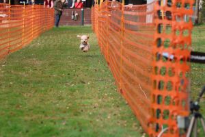 hunderennen 20 10 24
