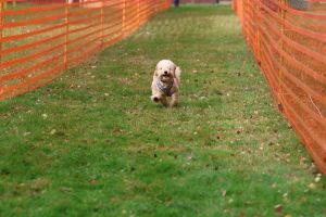 hunderennen 20 10 24